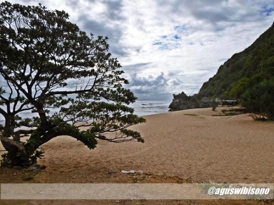 pohon dan pantai yng ada di pok tunggal jogjakarta