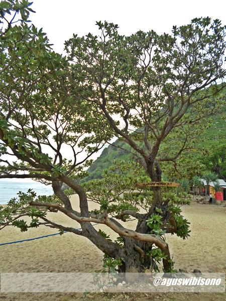 Pohon yang ada di pantai pok tunggal gunung kidul jogja